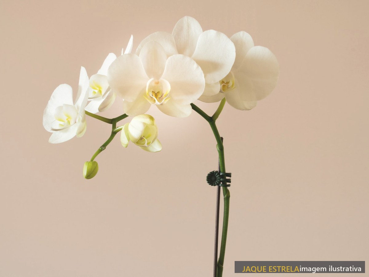 Orquídea branca — ambientação da Pele de Noiva (imagem ilustrativa)
