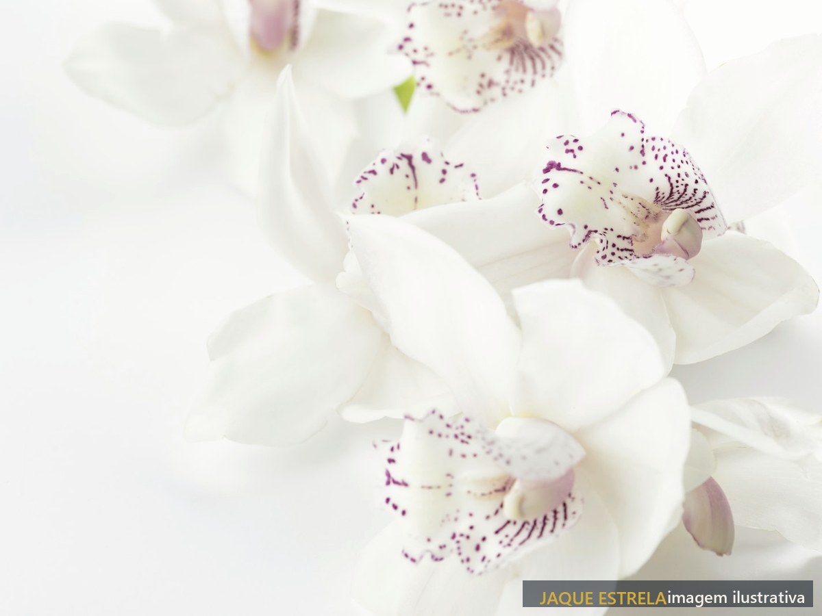 Orquídeas brancas — ambientação da Pele Pré-Festa (imagem ilustrativa)